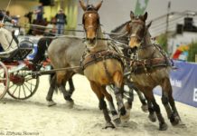 foto. Elżbieta Skowron
